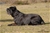 Ch. MASCALZONE LATINO - Triola Cane Corso